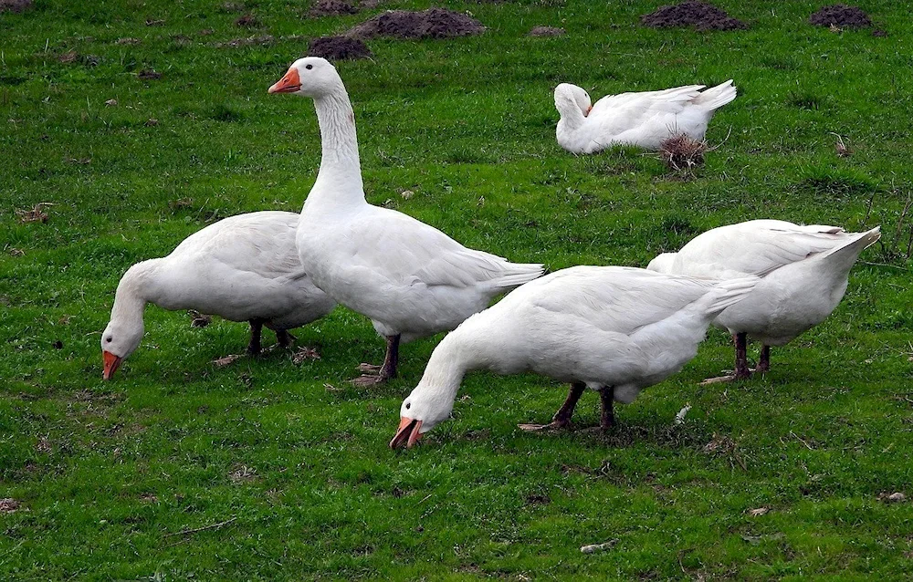 Danish Legard geese