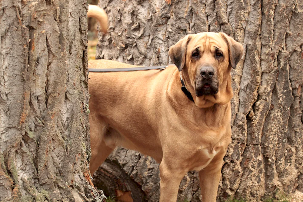 Danish mastiff