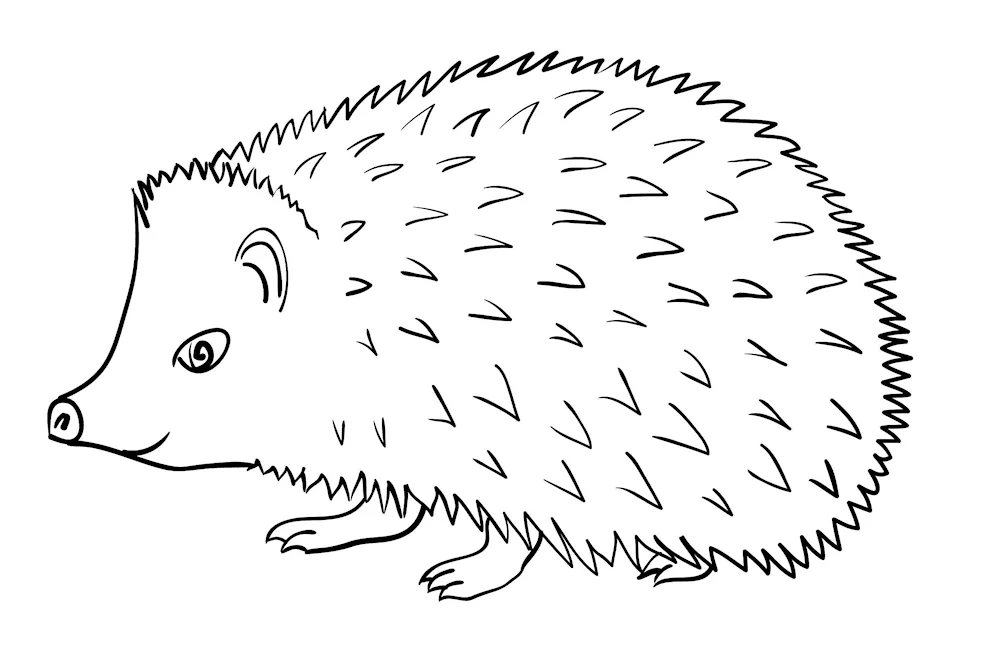 Hedgehog drawing for kids