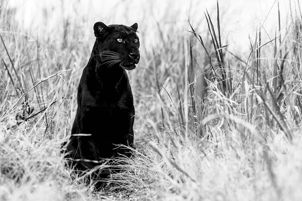 David Yarrow