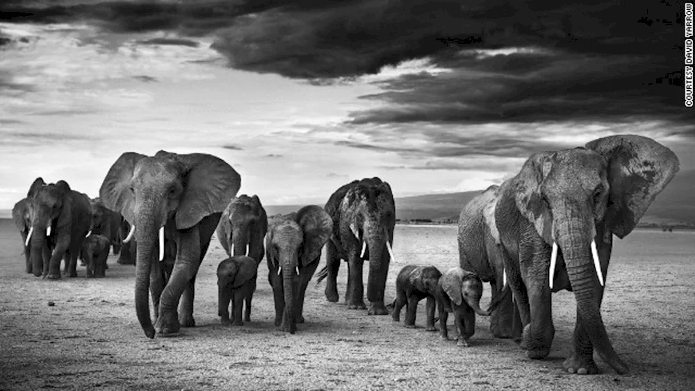 David Yarrow