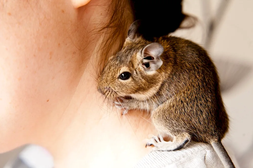 Degu