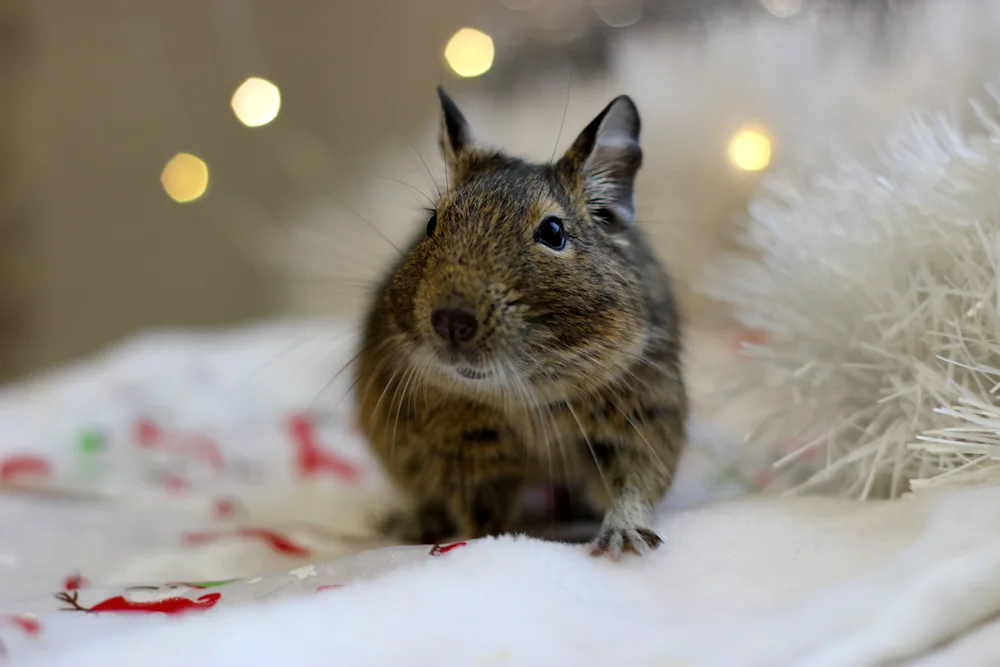 Degu agouti