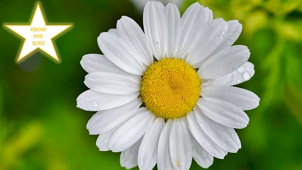 Wild Aster Chamomile Chamomile Medicinal Chamomile