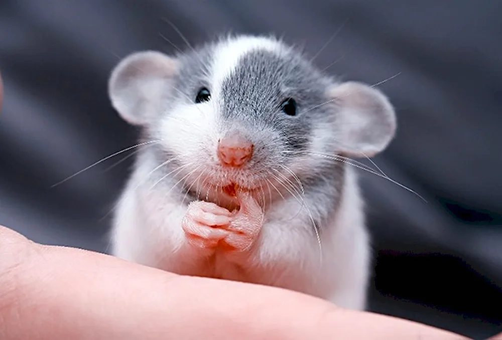 Dumbo Siamese rat