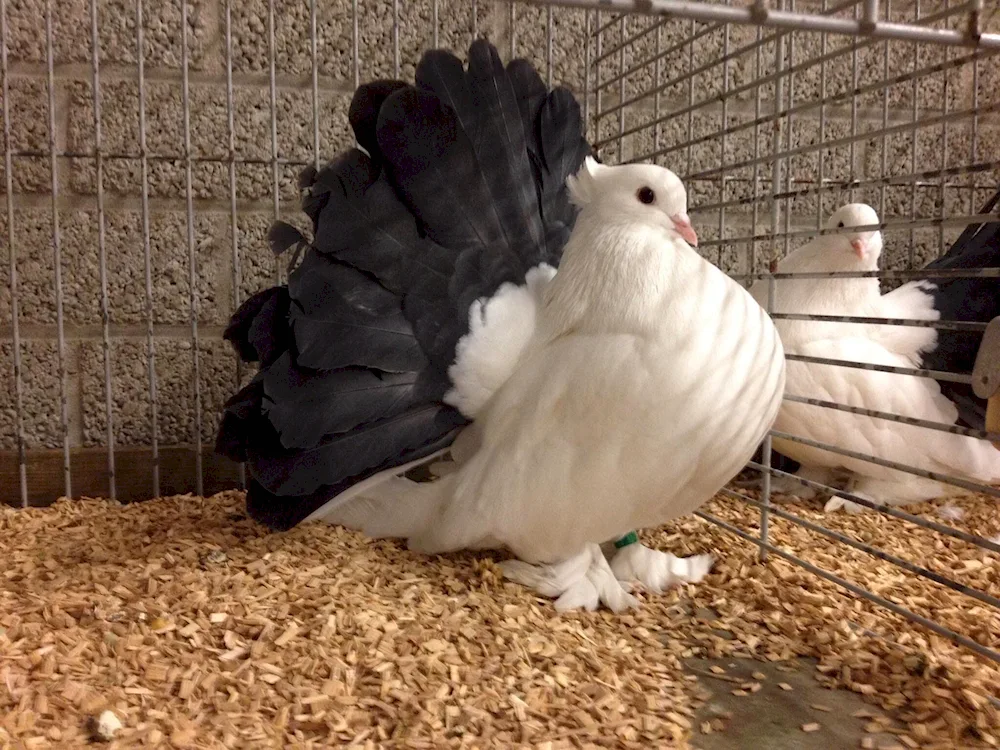 Voronezh zorovye pigeons