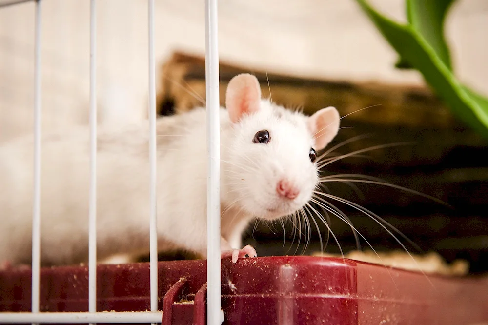 Syrian albino hamster