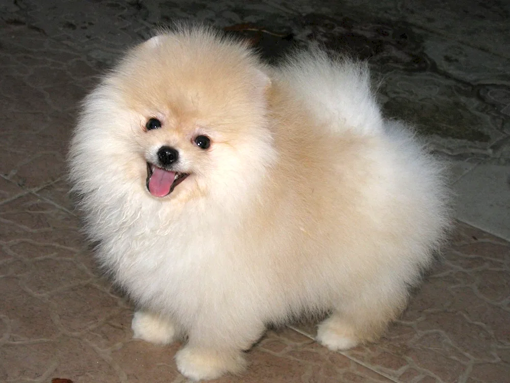 Maltese Bologna