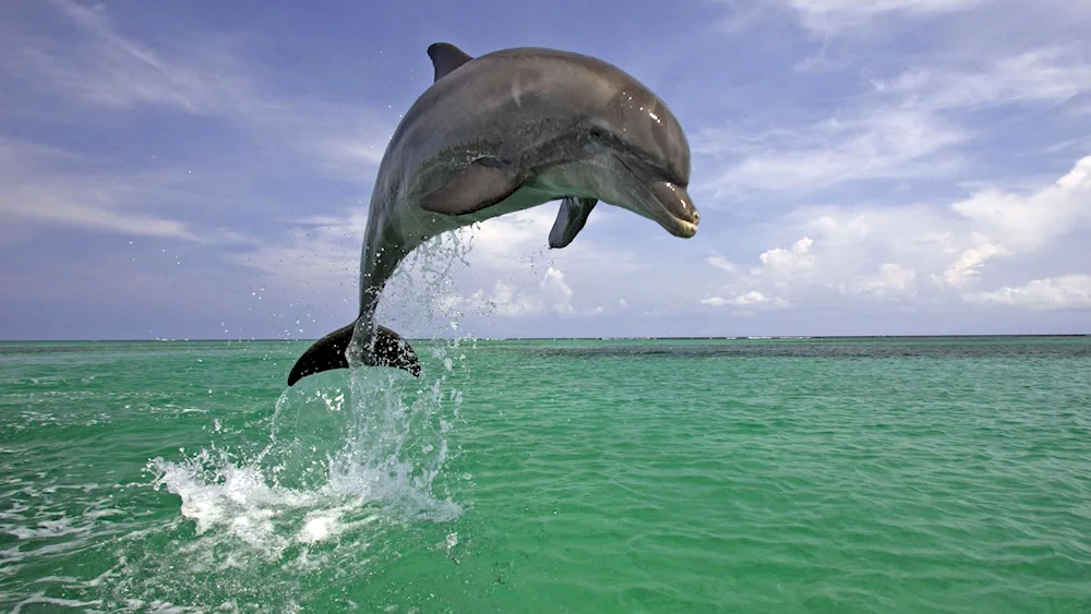 Anapa Dolphin Sea