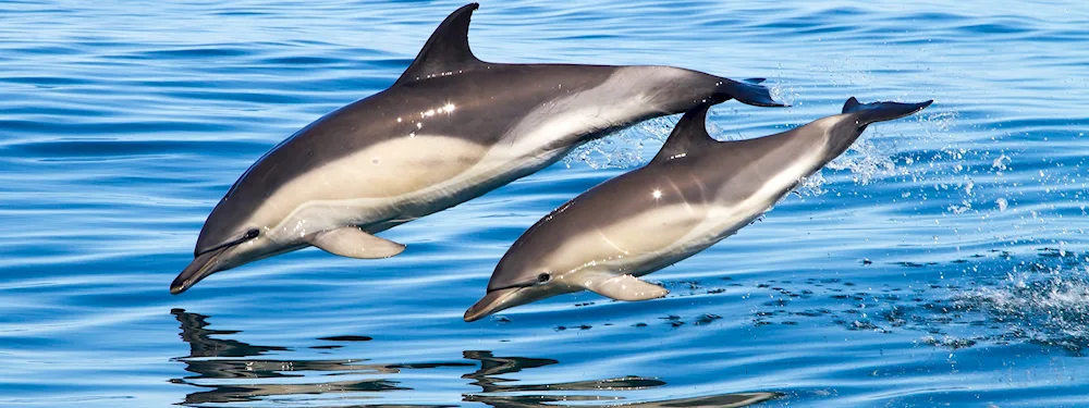 Dolphin Black Sea Afalina