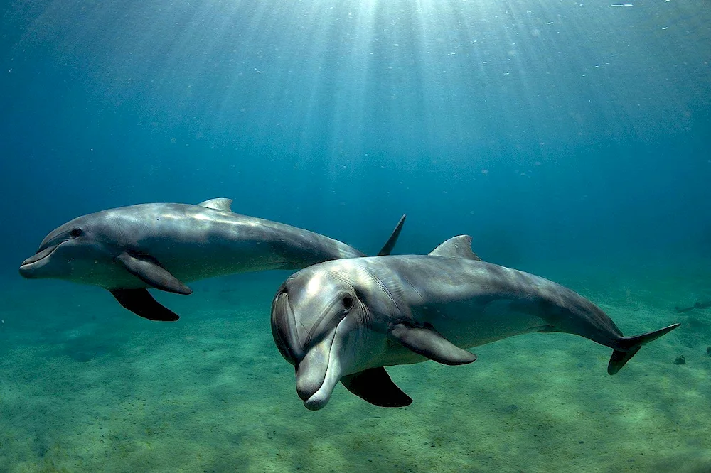 Dolphin Black Sea Afalina