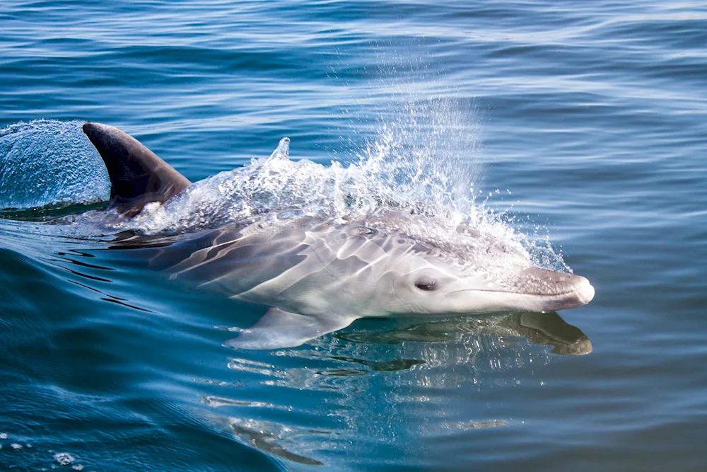 Southern Cetacean Dolphin