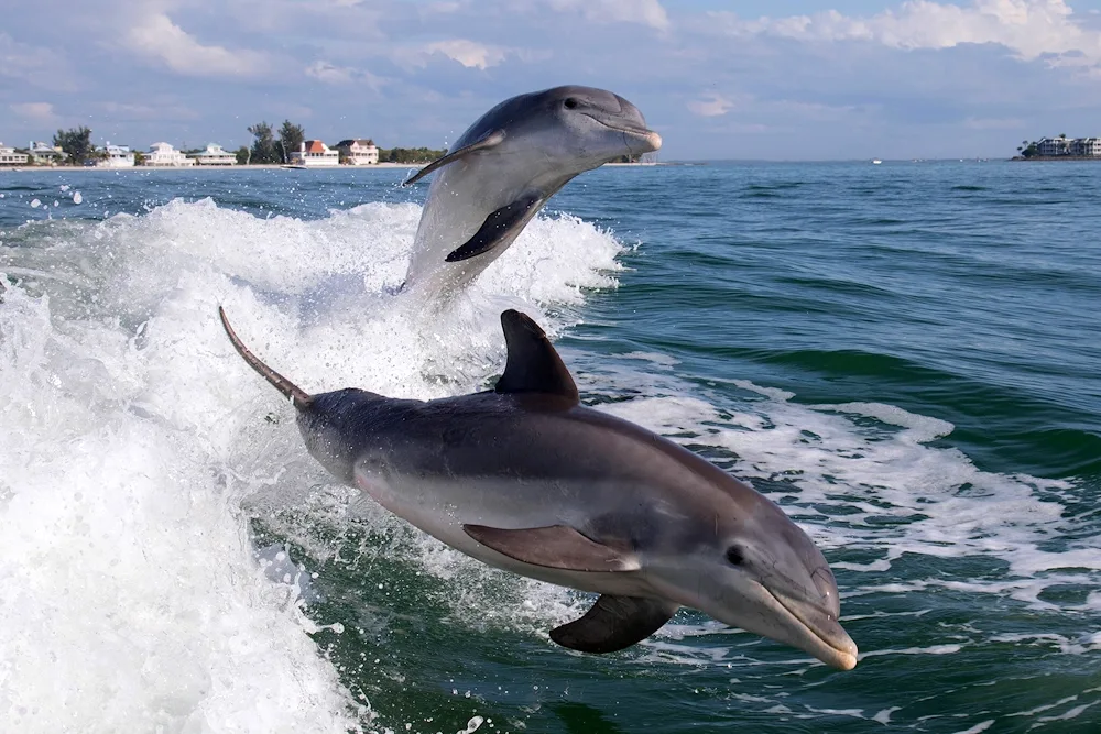 Dolphin Sea Nature