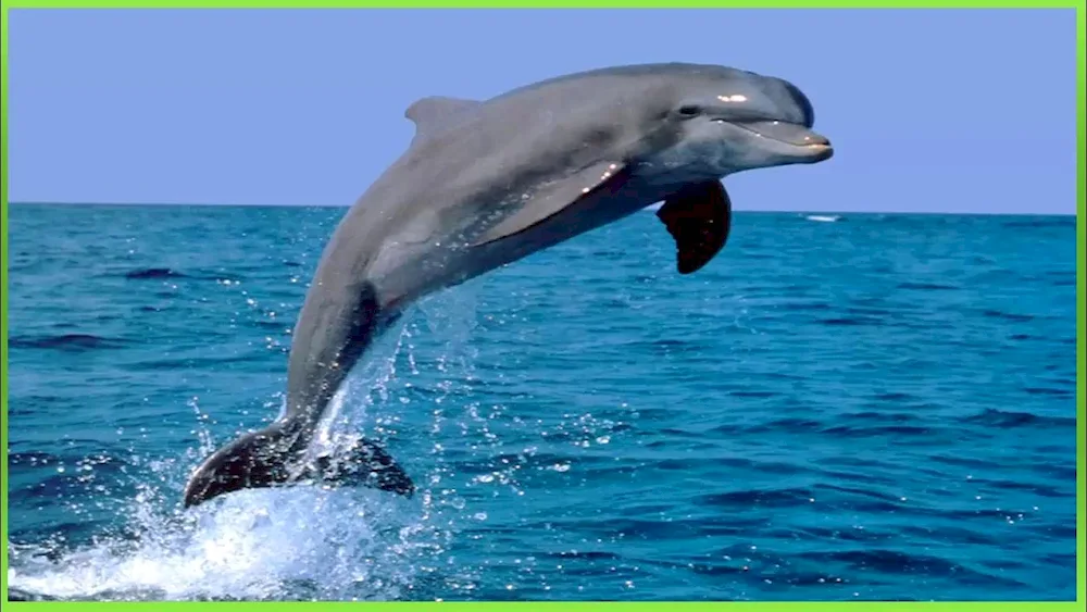 Dolphin in the sea