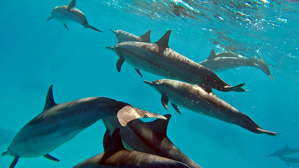 Dolphin Black Sea Afalina