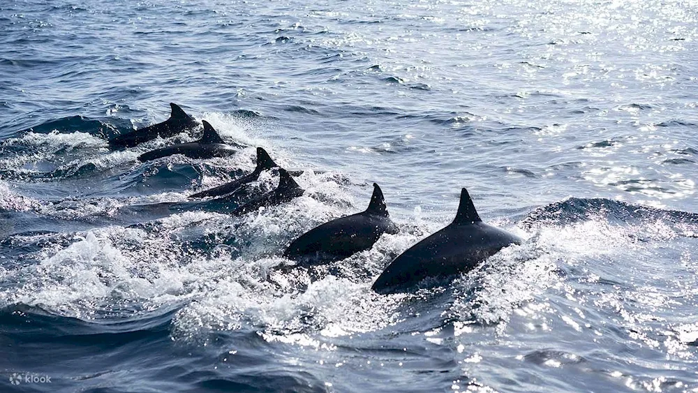 Dolphin white-sided dolphin.