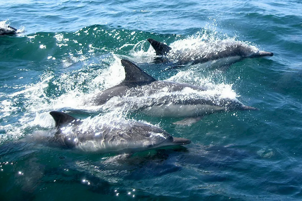 Dolphins