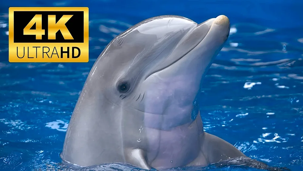 Dolphin picture