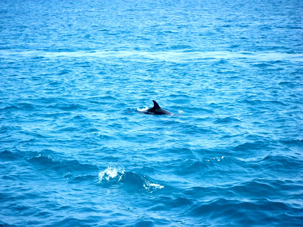 Dolphin in the Black Sea