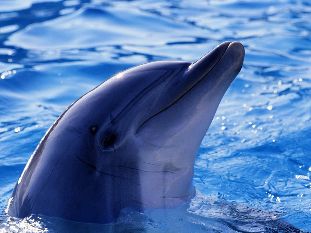 Dolphin-. Black Sea Afalina