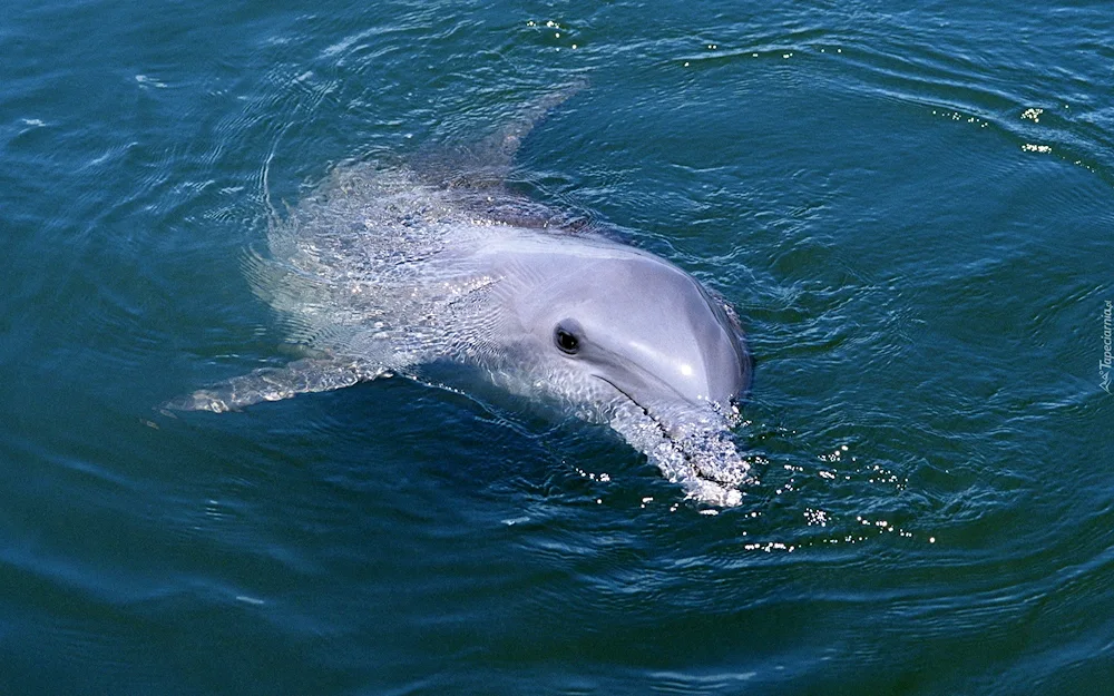 Dolphin Afalina