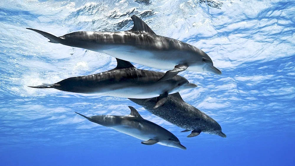 Dolphins in the sea