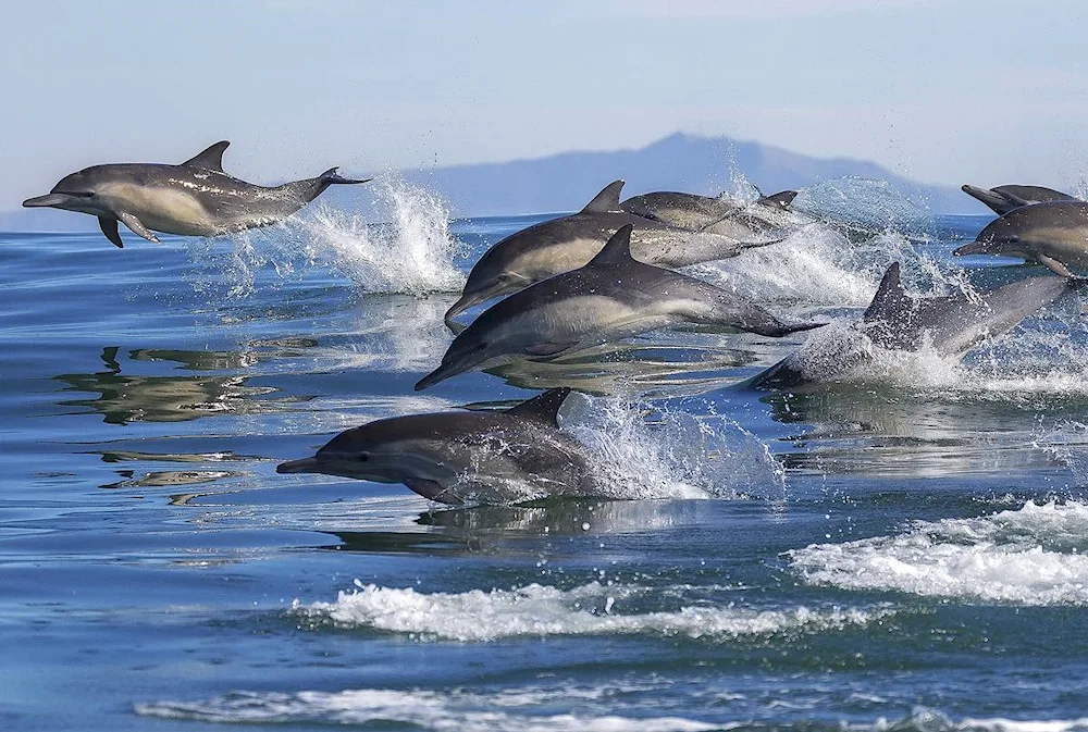 Dolphin Black Sea Afalina