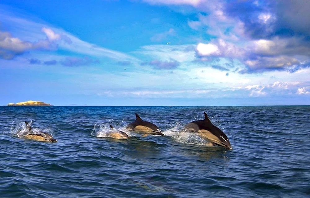 Dolphins of the Sea of Okhotsk