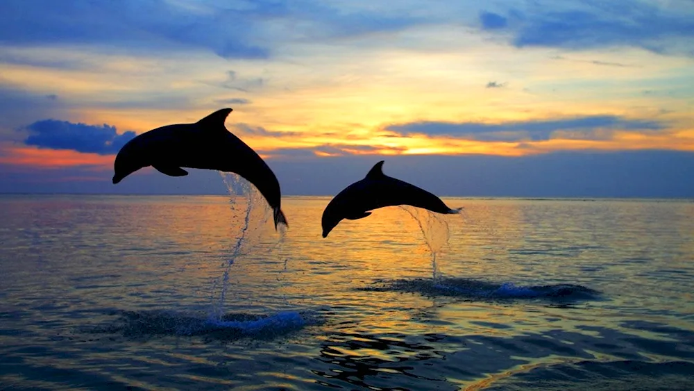 Dolphins in Anapa