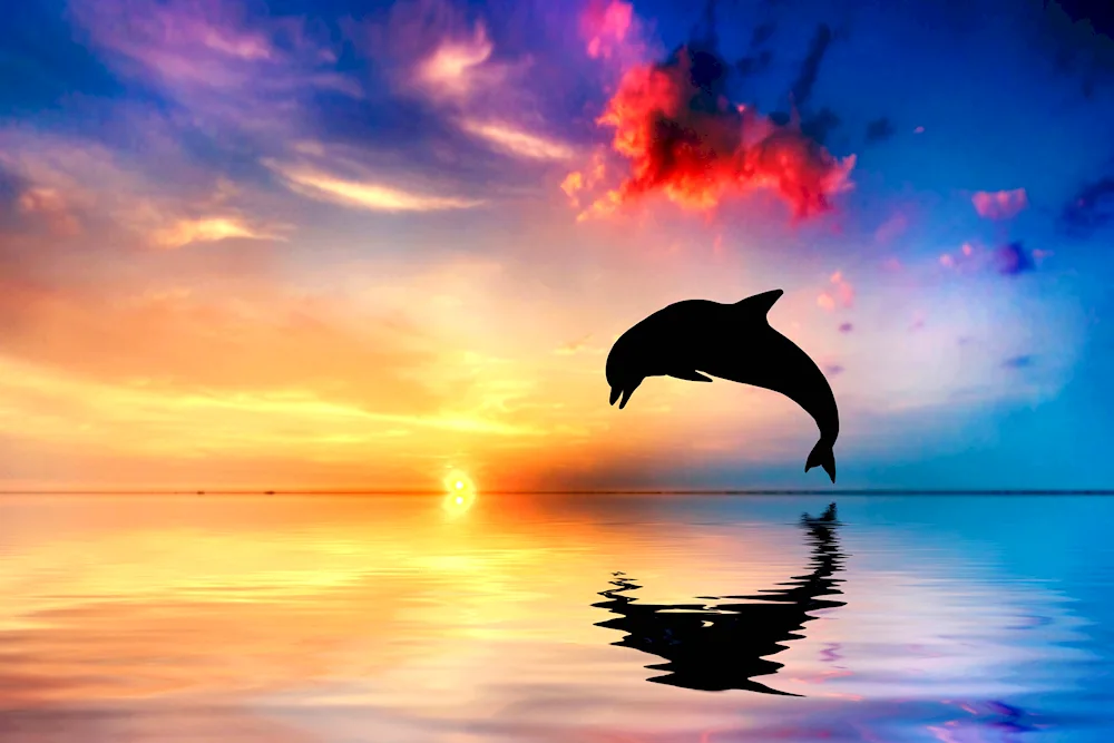 Dolphins in the sea