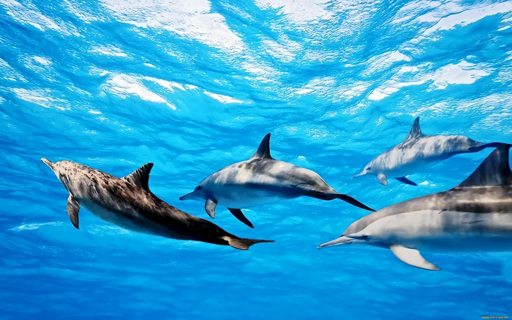 Dolphin white-sided dolphin in the black sea