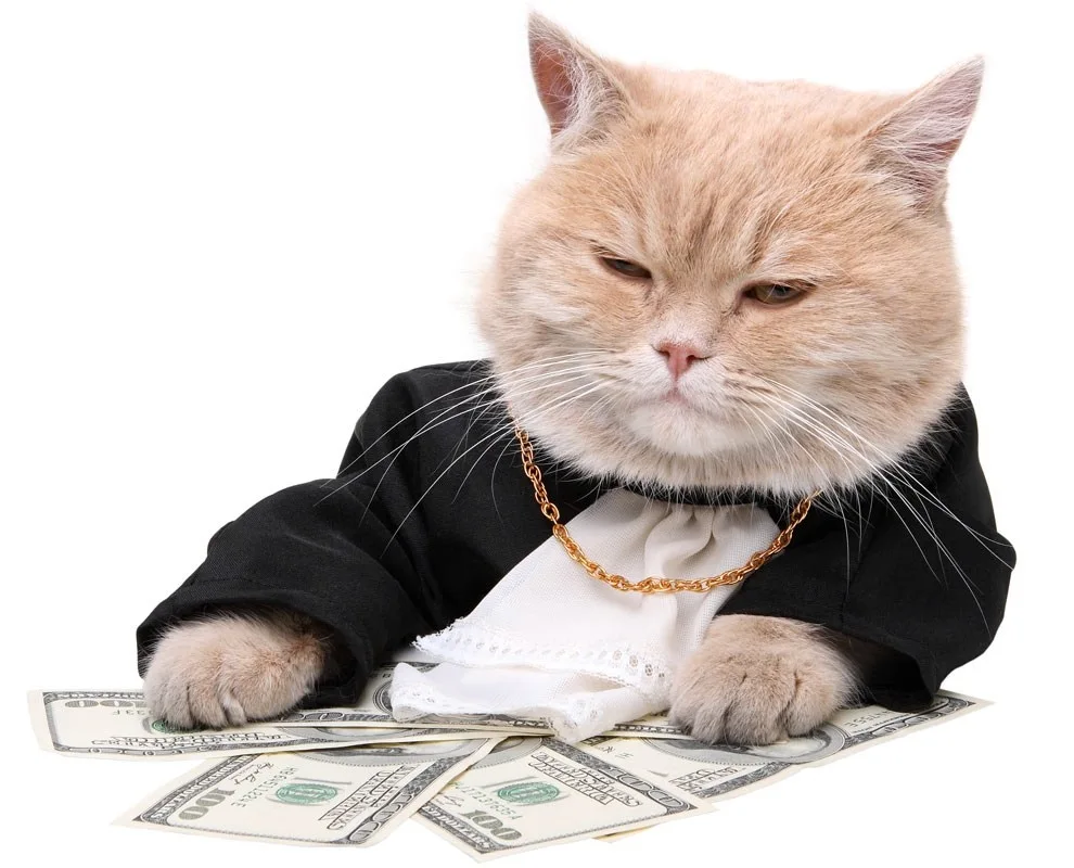 Money cat on a white background
