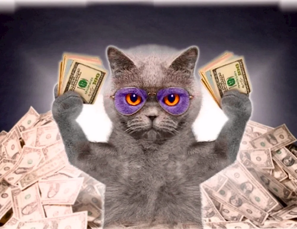 Money cat