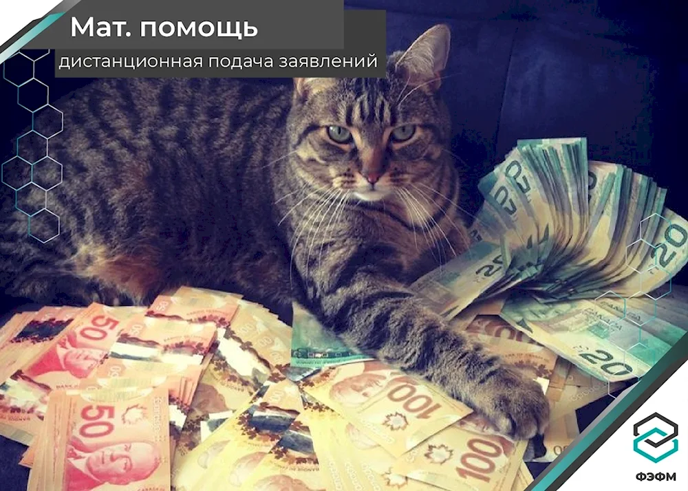 Money cat