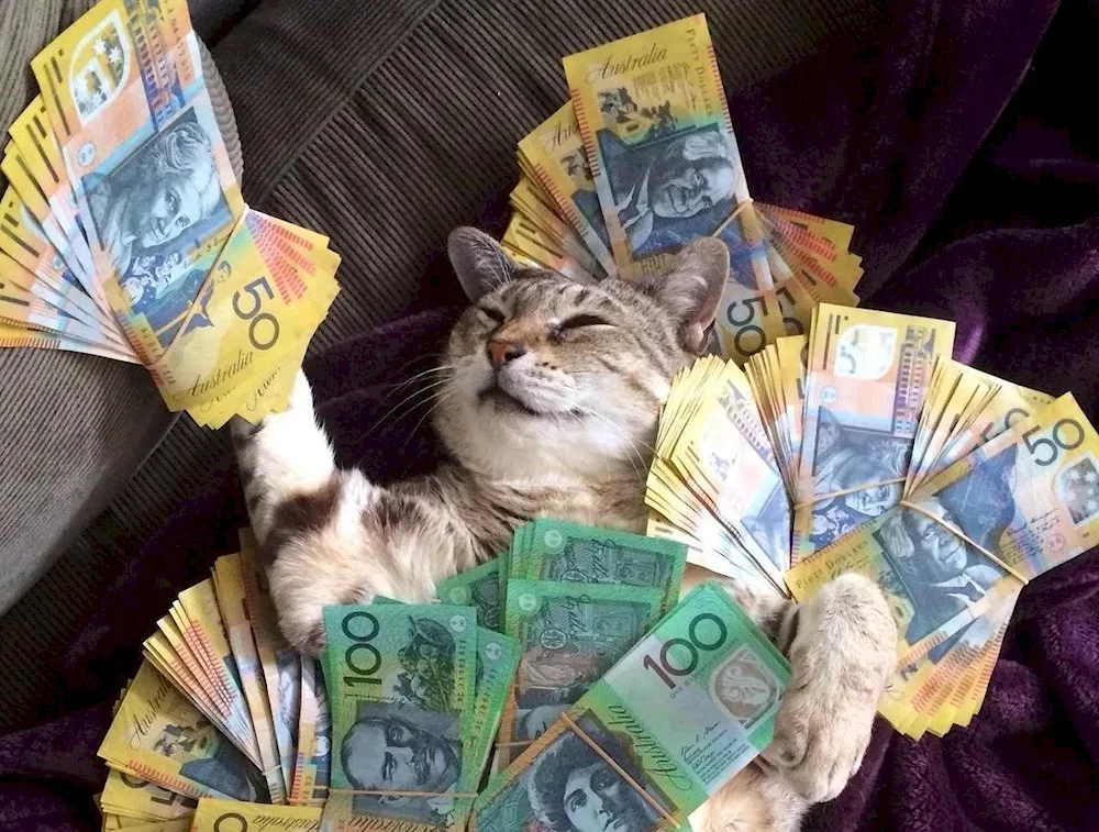 Money cat