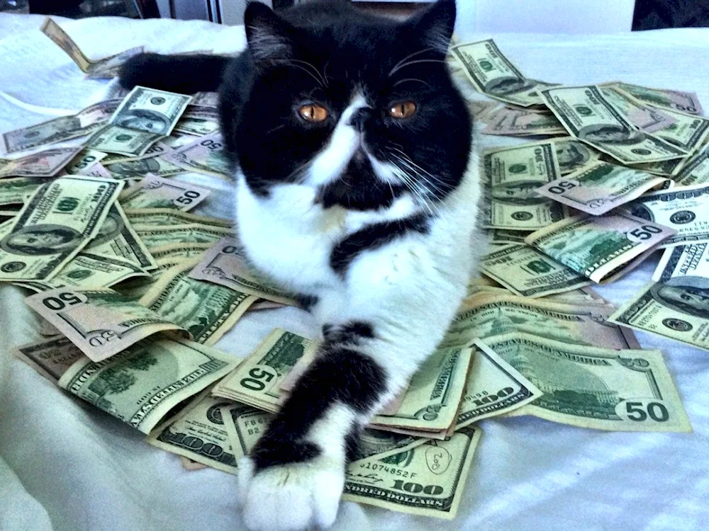 White cat