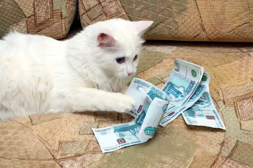 Money cat