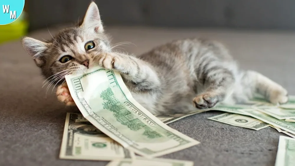 Money cat