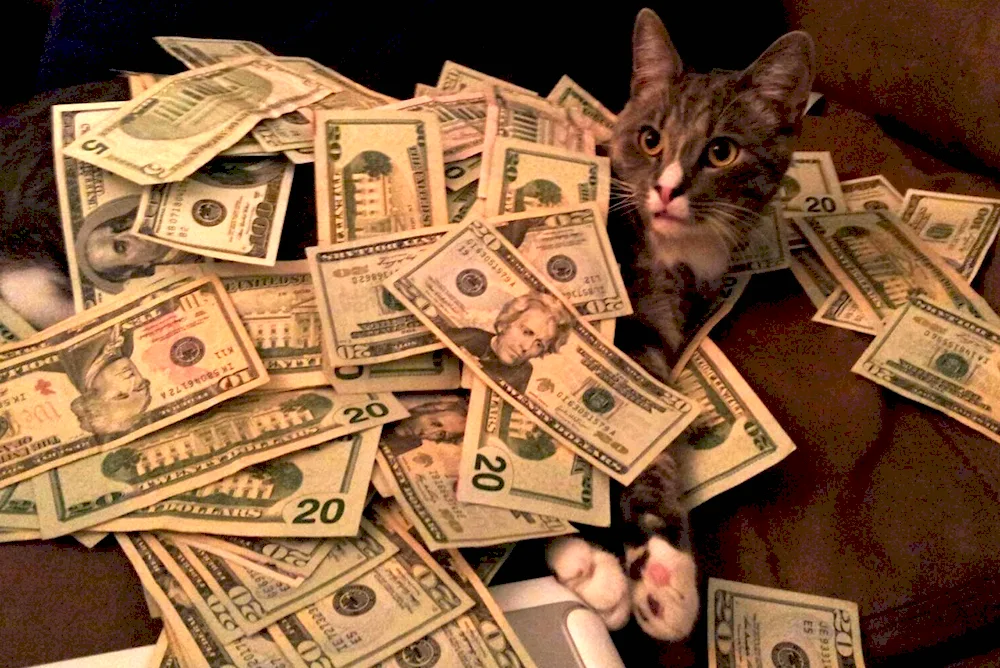Money cat