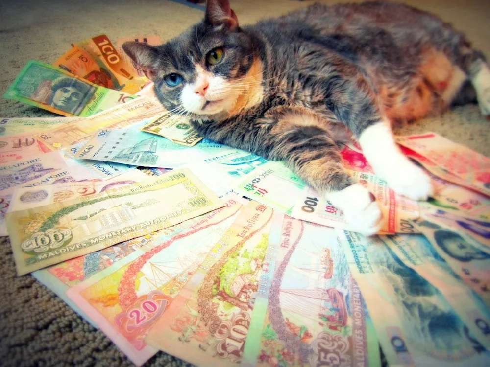 Money cat