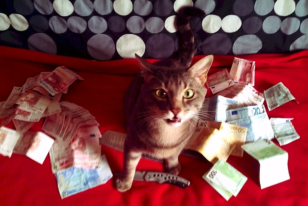 Money cat