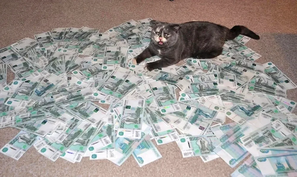 Money cat