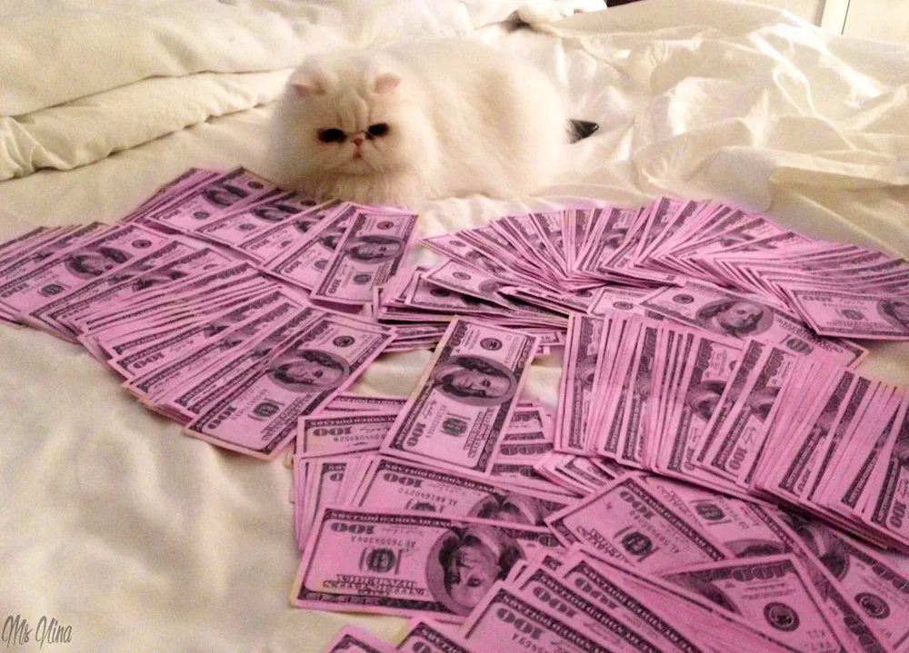 Money cat