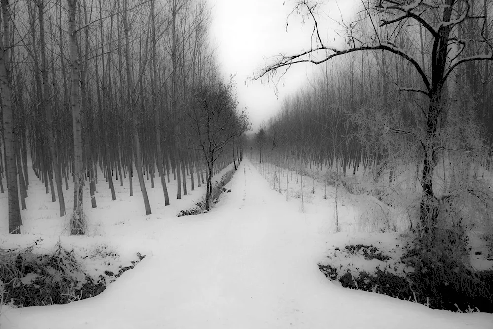 Winter forest