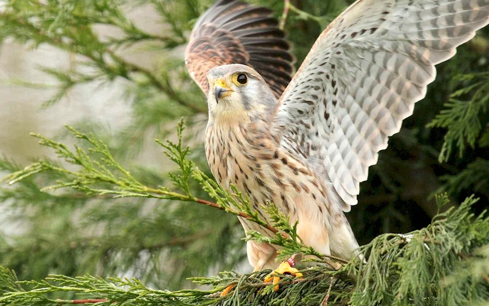 Peregrine Falcon dive