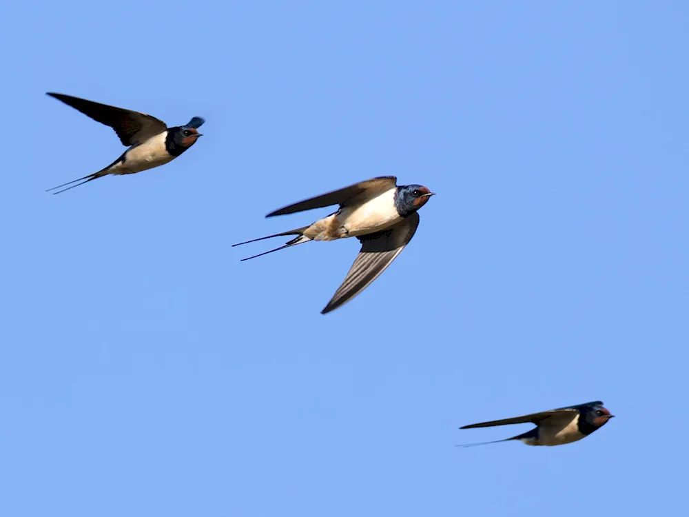 New Guinean Swallow