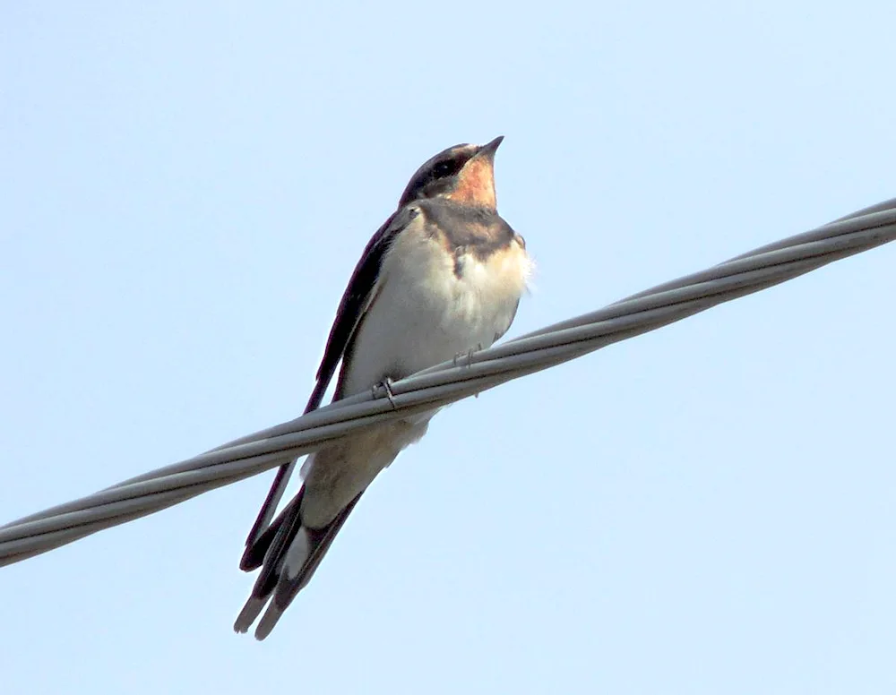 Rustic Swallow Kasatka