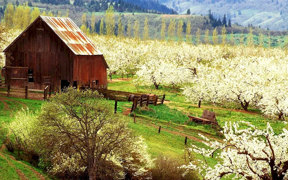 Rural landscape