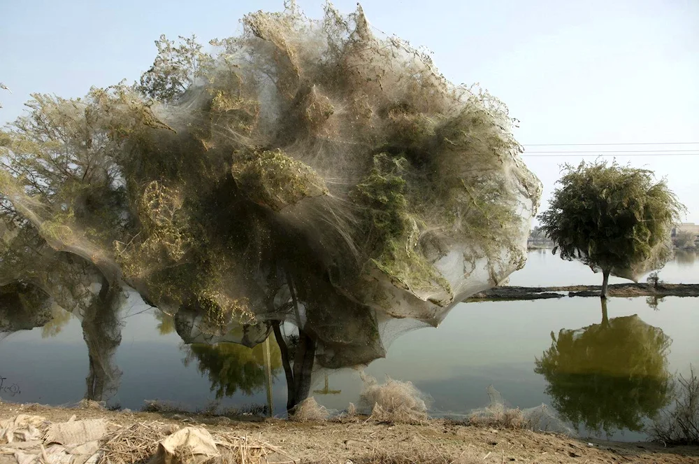 Spider Invasion in Australia