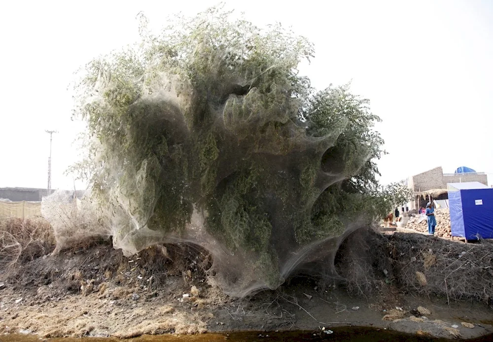 Australia Spider Invasion
